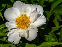 Riesige weiße Pfingstrosen Blüte